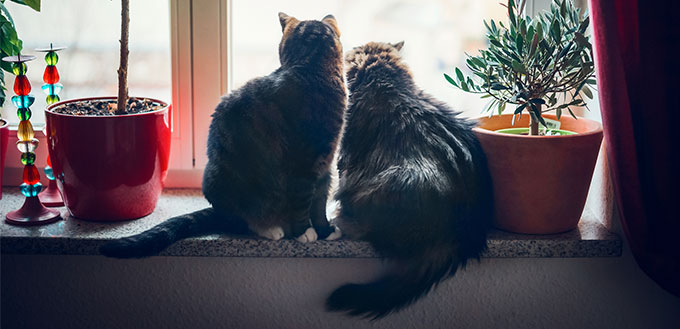 Two cats sitting on window sill
