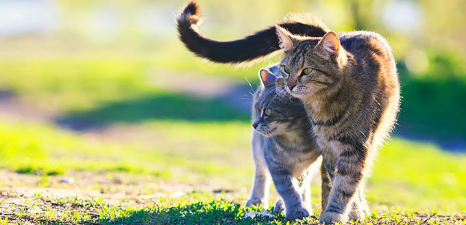 Two cats walking on the grass