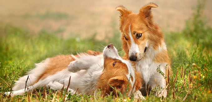 Two dogs laying on the grass and playing