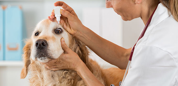 Vet pours drops into the dog's eye