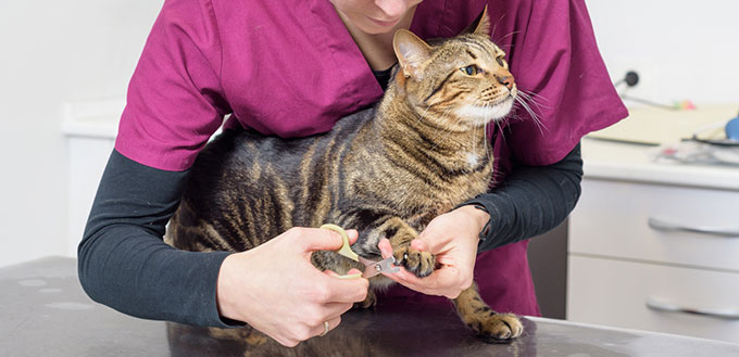 Veterinarian trimming cat's nails
