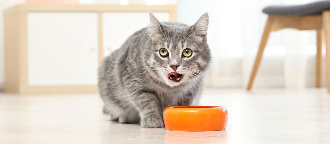 Weruva-Cat-Food-Review