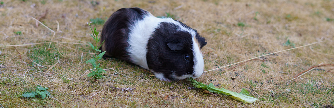 What Do Guinea Pigs Eat?