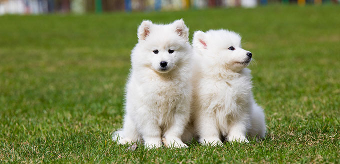 White Samoyed puppies