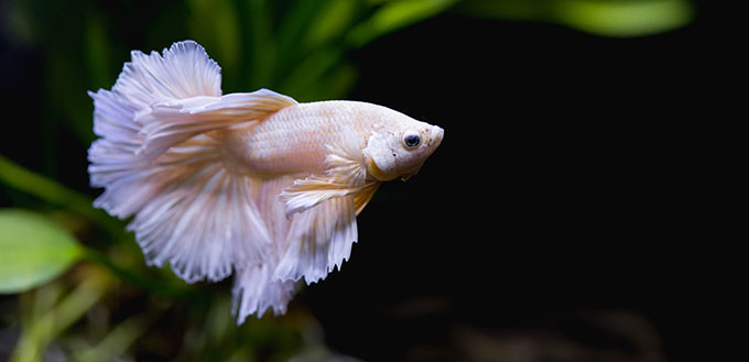 White betta fish