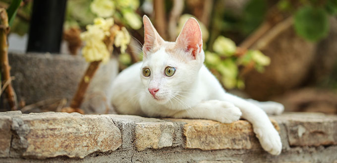 White cat lying on the wall