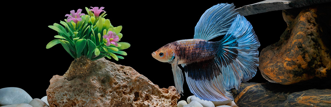 Why Do Betta Fish Fight and How to Stop Them