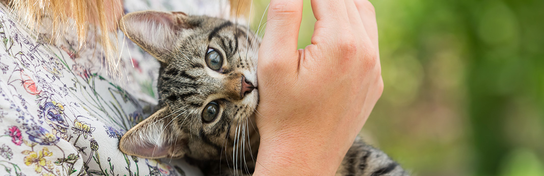 Why Do Cats Bite (And How to Stop It)