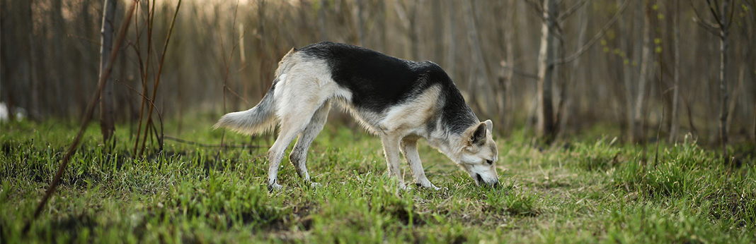 is it ok for dogs to eat their own vomit