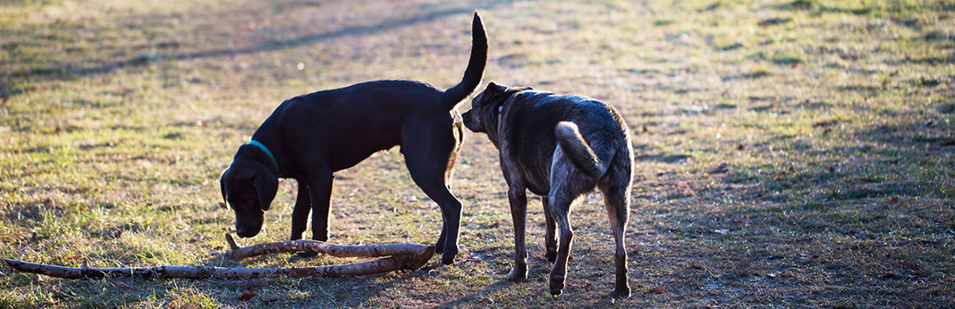 Why Do Dogs Smell Each Other's Butts?