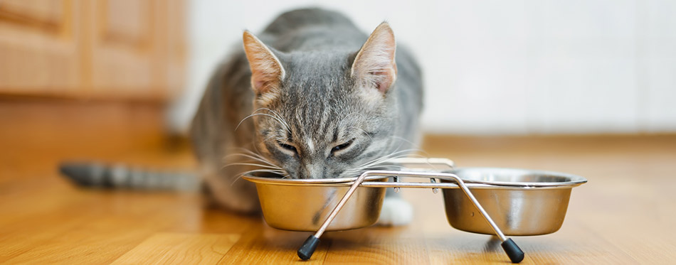 Young cat eating food from a plate