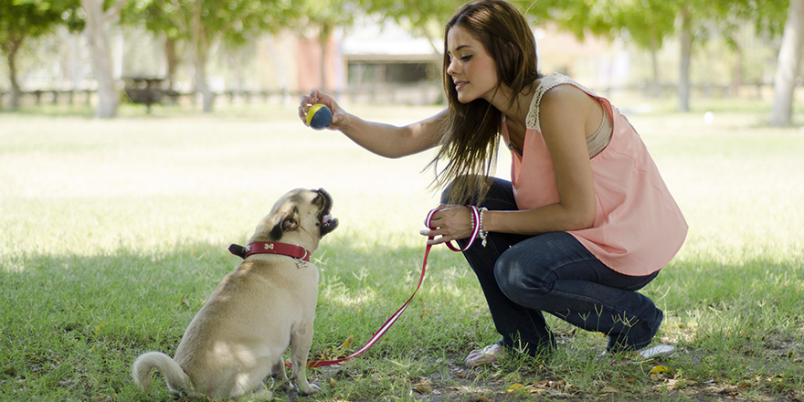 Young hispanic woman playing ball with her pug dog at the park