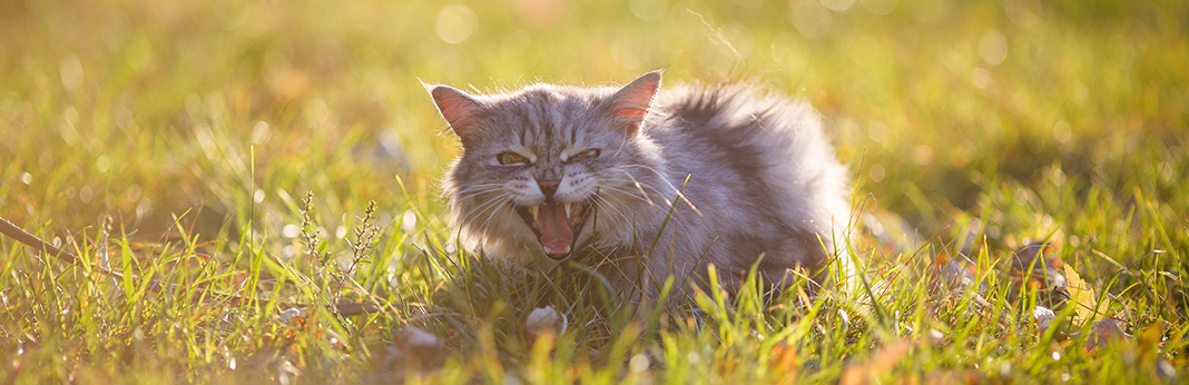 10 Cat Sounds and What They Mean