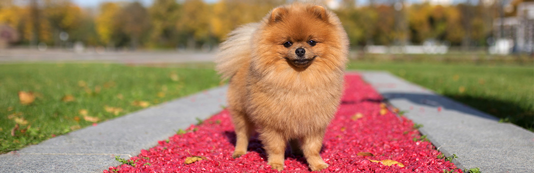 most beautiful dogs to own