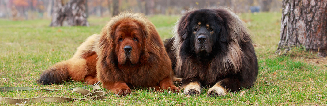 the meanest dog breeds