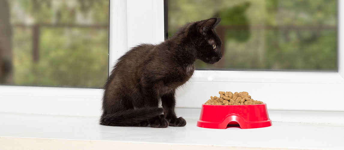 9 lives cat treats
