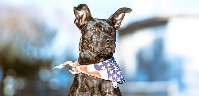 A five month old puppy with black fur and slight brindle wearing an American flag bandana sits patiently.