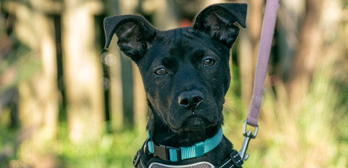 A puppy with black fur and slight brindle sits for the camera wearing a harness.