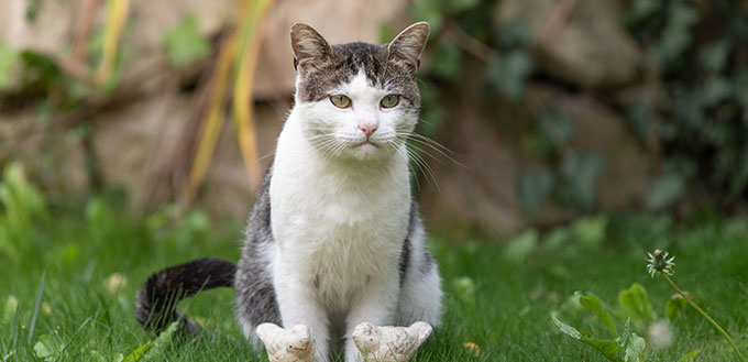 A tabby cat sitting next to a birdbath