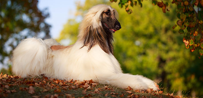 Afghan Hound