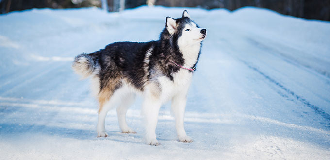 Alaskan Malamute