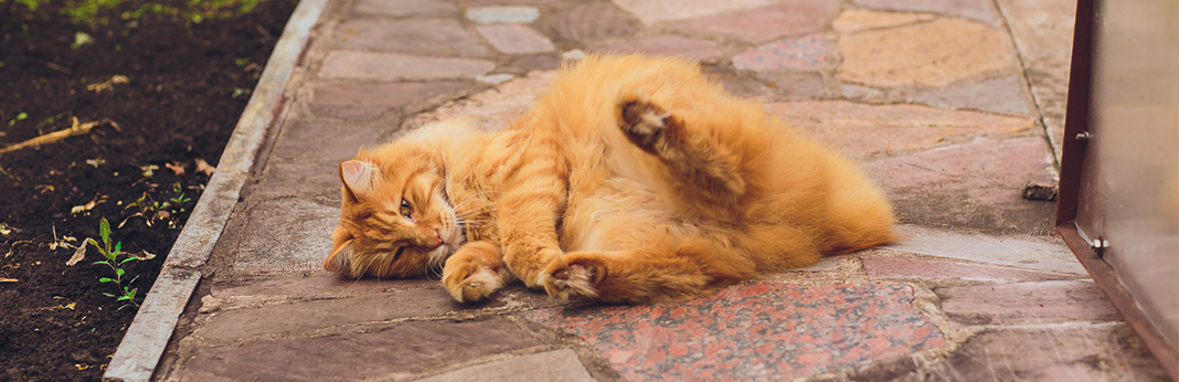 orange american bobtail cat