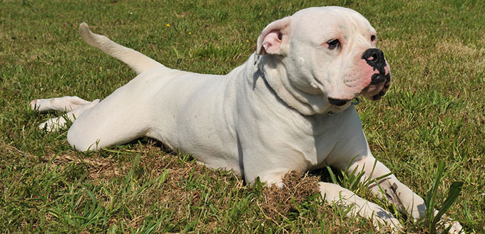 American Bulldog