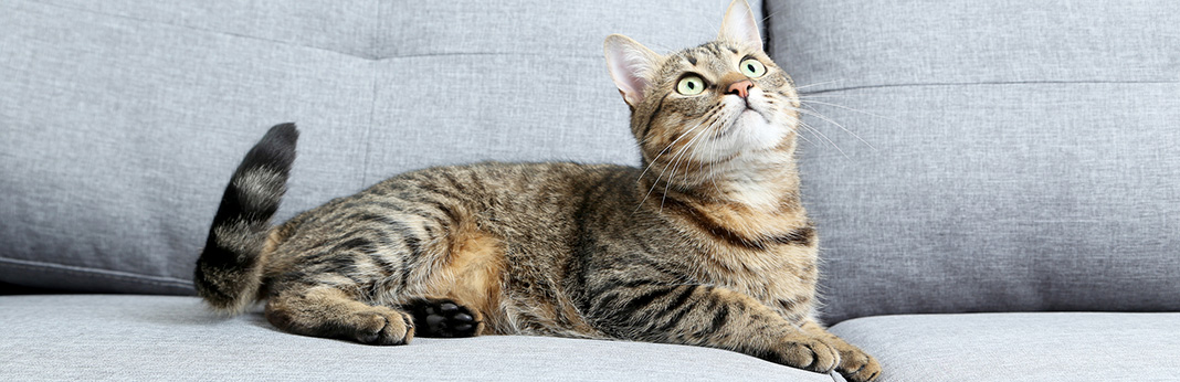 American Wirehair Cat : Breed Information, Characteristics, and Facts