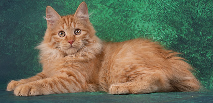 American bobtail cat lying