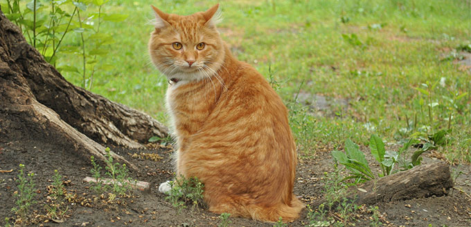 American bobtail cat sitting next to a tree