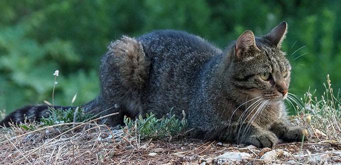 American wirehair cat lying