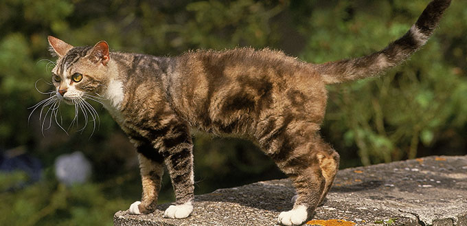 American wirehair cat on the rock