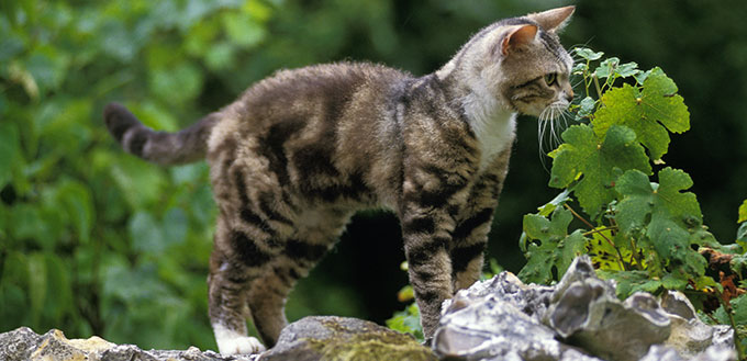American wirehair cat standing on the wall