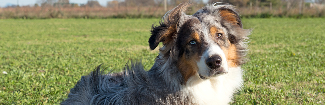 Australian Shepherd Mixes - X Aussie Mutts You Will Love