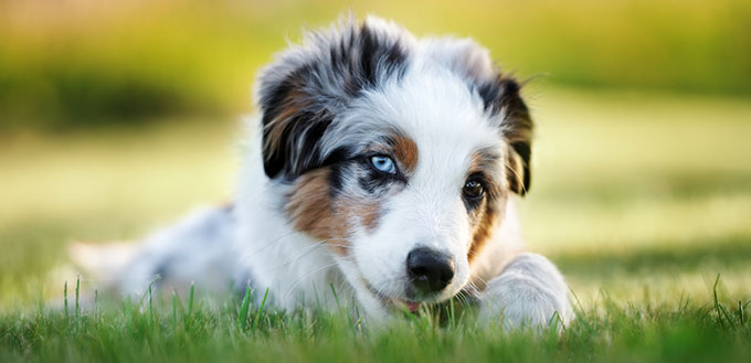 Australian shepherd puppy lying down in the park