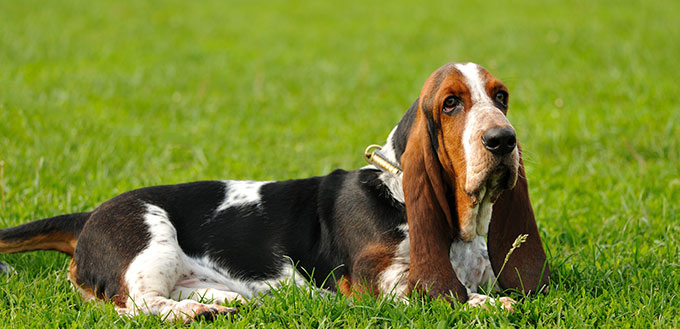 Basset Hound