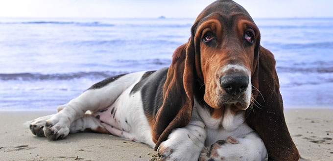 Basset hound on a beach