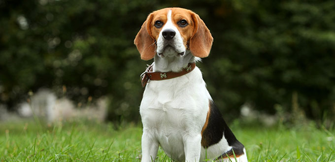 Beagle puppy on grass