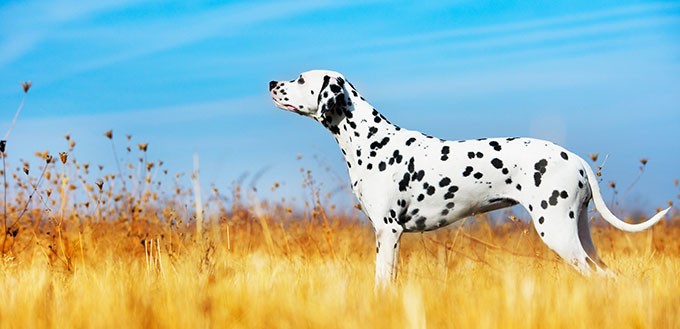 Beautiful Dalmatian dog