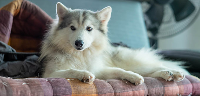 Beautiful Siberian husky mix