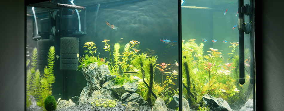 Beautiful planted tropical freshwater aquarium with fishes