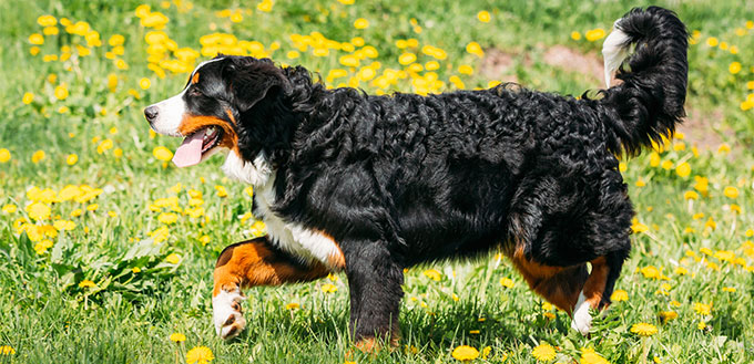 Bernese Mountain Dogs