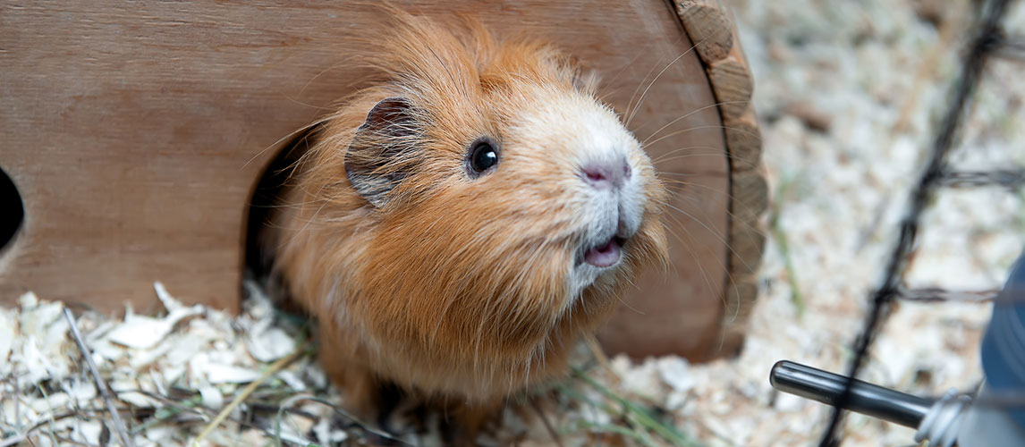 dust free guinea pig bedding