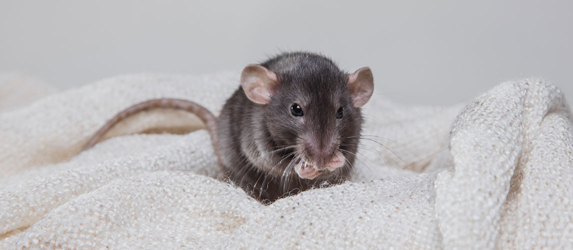 best bedding for rats smell