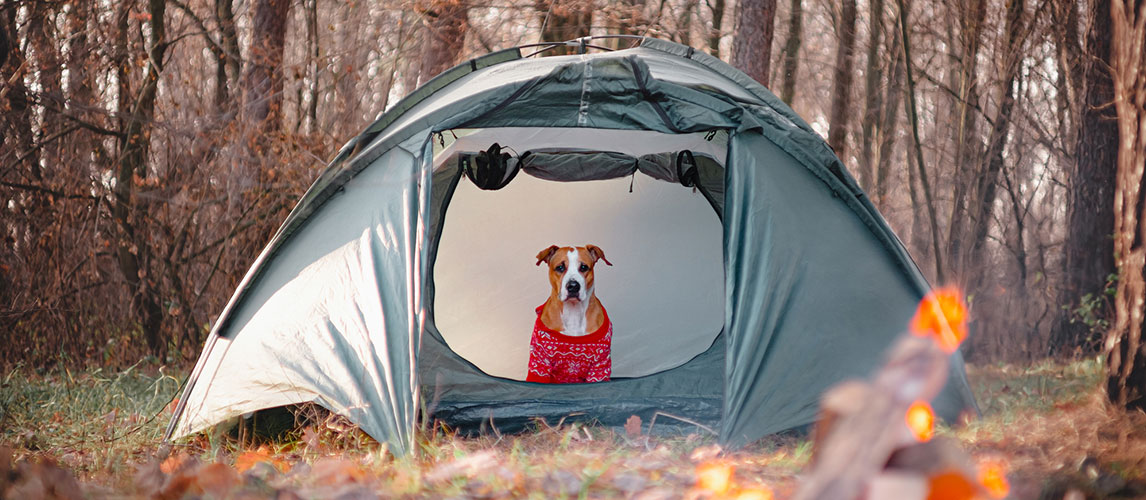 Best-Camping-Gear-for-Dogs