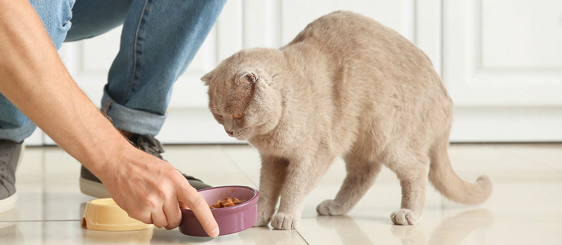 cat food for colitis