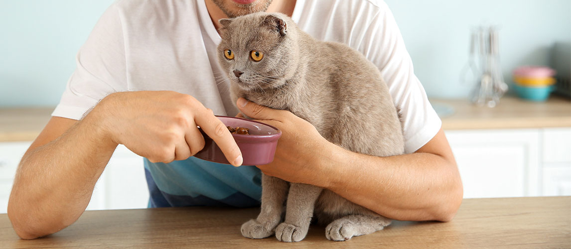 best dry cat food for smelly poop