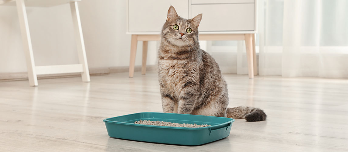 Best-Dust-Free-Cat-Litter