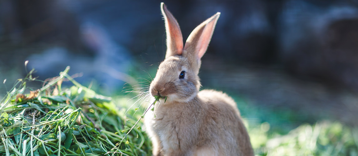 Best-Hay-For-Rabbits