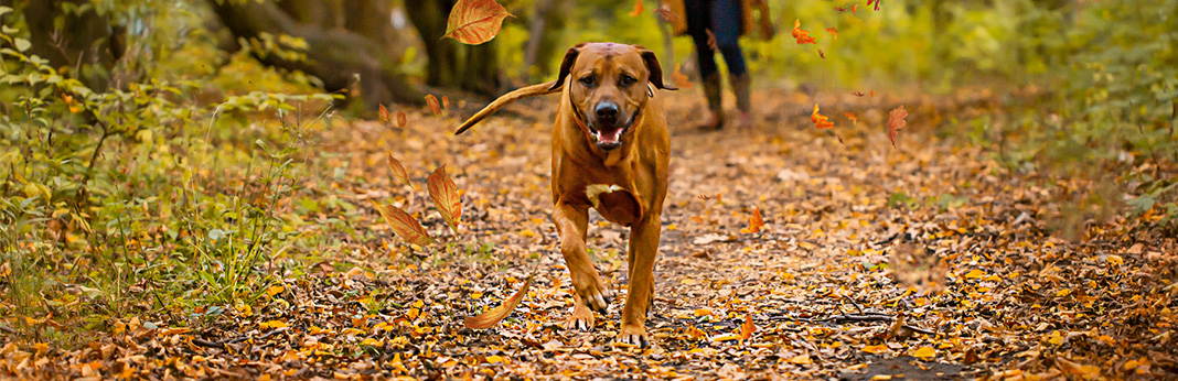 Black-Mouth-Cur-Breed-Information,-Characteristics,-and-Facts